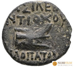 ANTÍOCO IX KYZIKENO (c. 113‑95 a. C.). AE. Ceca incierta en Siria o Fenicia.