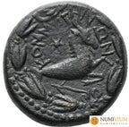 REINO DE COMAGENE. Epífanes y Calínico. Æ (7,59 g 19 mm). Licaonia. Rara